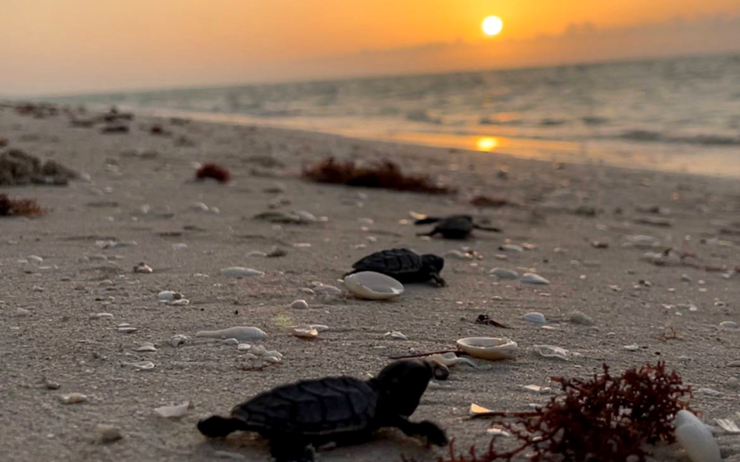 Crías de tortuga carey avanzando hacia el mar después de ser liberadas en playas del puerto de Sisal, Yucatán.